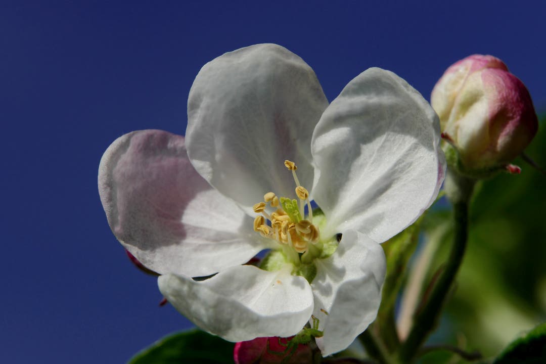 undefined Der Frühlingssonne zugewandt: die Apfelblüte tut es, wie wir Menschen auch