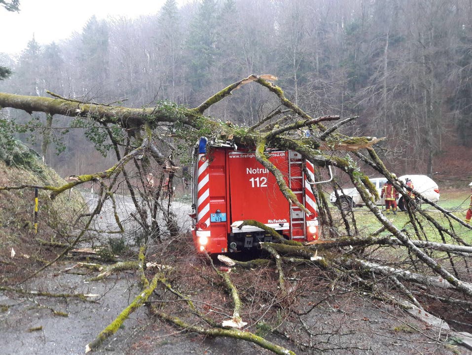 Zwischen Rünenberg (BL) und Gelterkinden (BL) wurde ein Fahrzeug der Feuerwehr von einem umstürzenden Baum getroffen und massiv beschädigt.