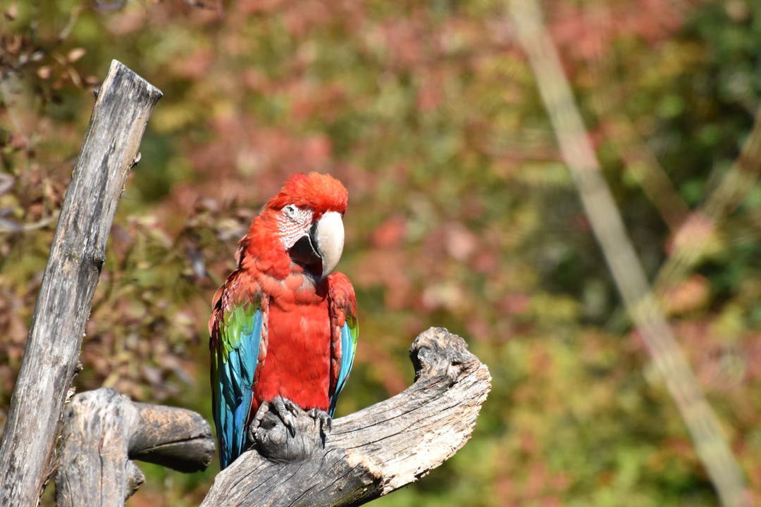 undefined Herrliche Farbkombination. Papagei und Herbstfarben im Hintergrund.