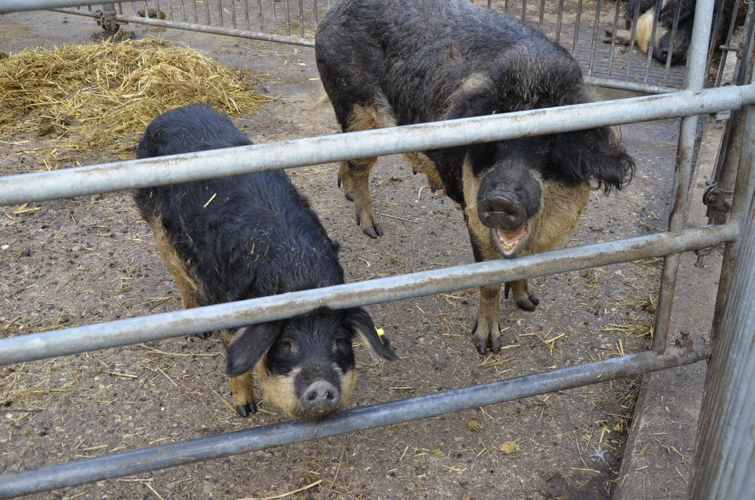 Der Bauernhof als Themenpark Der Hof Kasteln in Oberflachs setzt auf Bio, innovative Traubensorten und Unterhaltung; Auf dem Hof leben auch Wollschweine