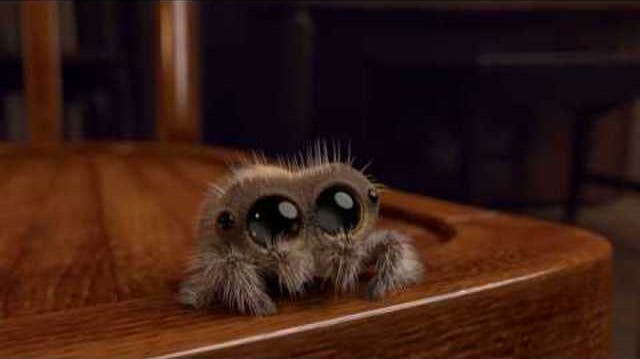 Auch für Angsthasen: Baby-Spinne Lucas verzaubert das Netz