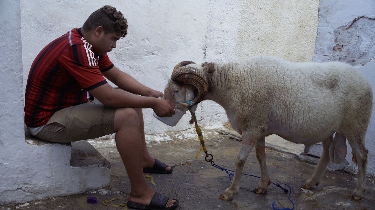 Mittwoch, 31. Januar: Des moutons et des hommes Von Karim Sayad. 9.30 Uhr, Landhaus: Anstatt Tierarzt zu werden, kauft sich der 16-jährige Habib wie andere Männer in Algerien einen Schafbock für Kämpfe. Der soll ihm zu Ruhm und zu einem Einkommen verhelfen.
