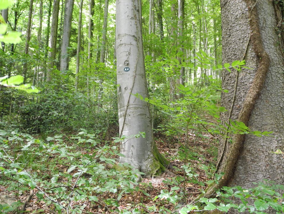 Der Friedwald in Oberramsern Bäume wie dieser, die beschriftet sind, können für Bestattungen gekauft werden.