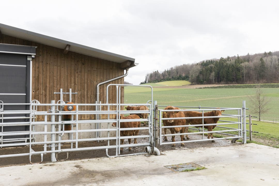 Der Hof "zum Jägerhuus" in Hertenstein Auf dem Hertensteiner Betrieb leben Mutterkühe, die meisten Kälber werden mit zehn Monaten geschlachtet.