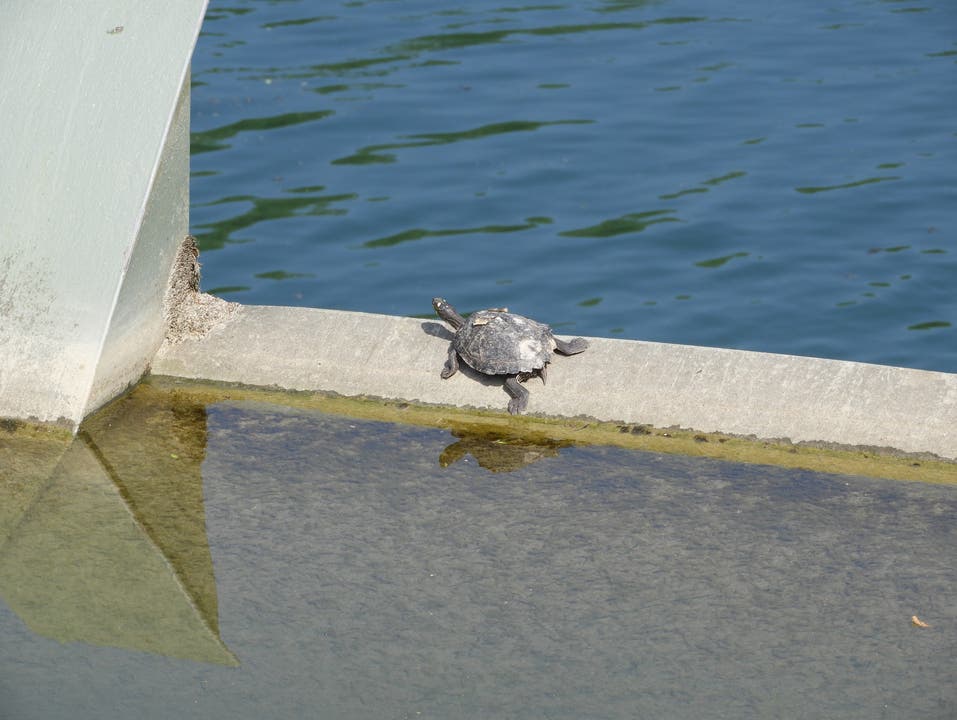 undefined Wasserschildkröte im Stauwehr EW Wildegg/Brugg bei Schinznach. So einfach geht Entsorgen.