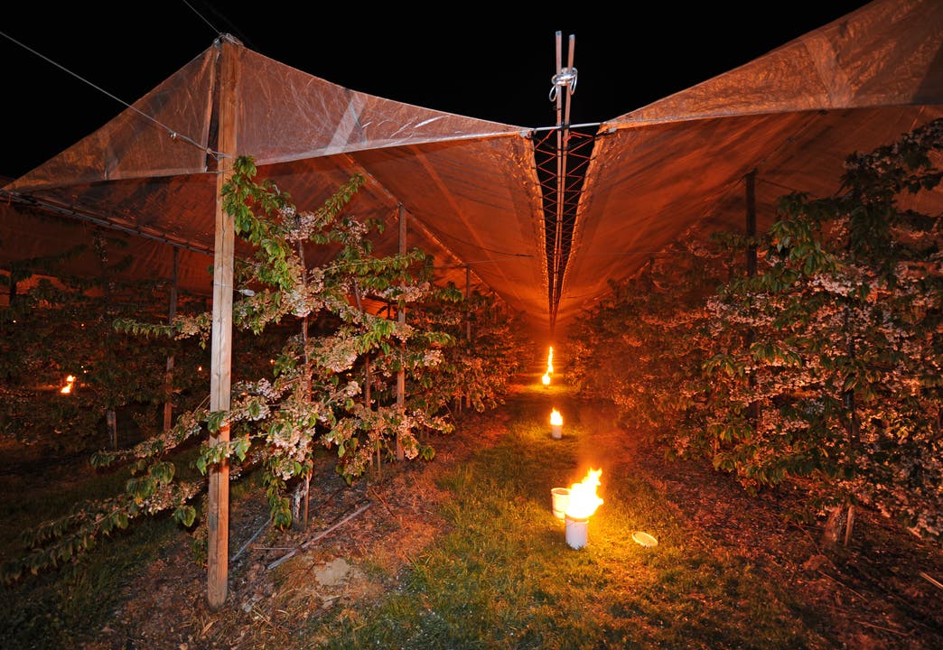 Mit Frostkerzen versuchen Aargauer Weinbauern darum, das Schlimmste zu verhindern.