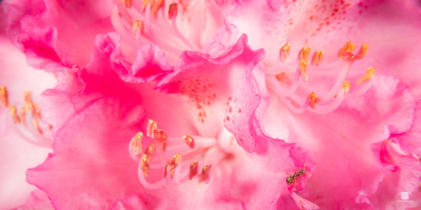 undefined Die Rhododendren blühen. Eine Ameise sieht Pink.
