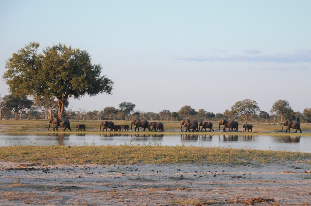  Elefanten an einer der zahlreichen Wasserstellen.