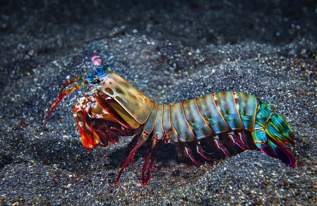 undefined Regenbogen unter Wasser: ein Fangschreckenkrebs