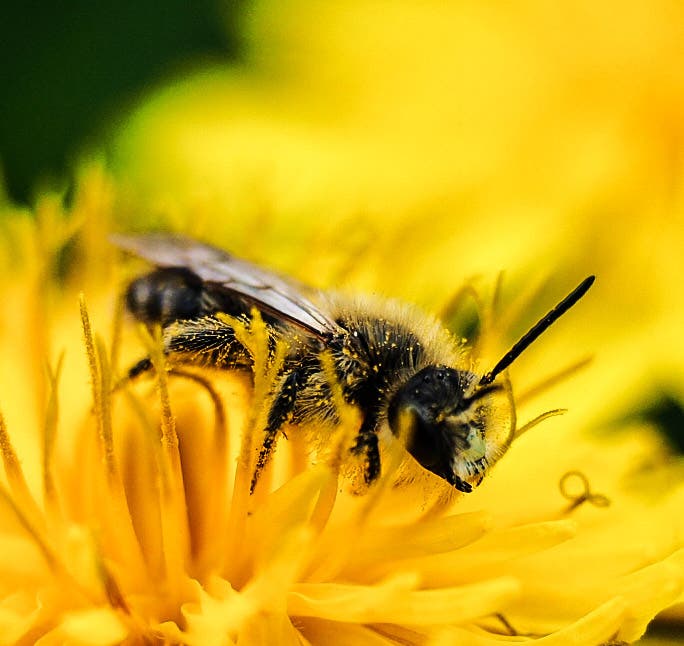 undefined Schönes Bienen Bild