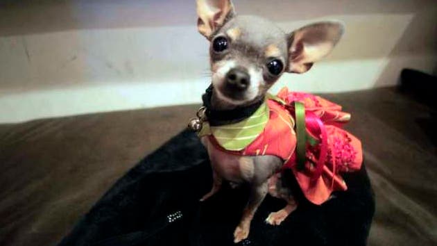 Der Chihuahua-Halter muss über 1000 Franken für Gerichts- und Verfahrenskosten bezahlen. (Symbolbild)