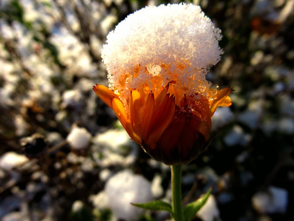 undefined Leuchtende Blume mit Schneekappe
