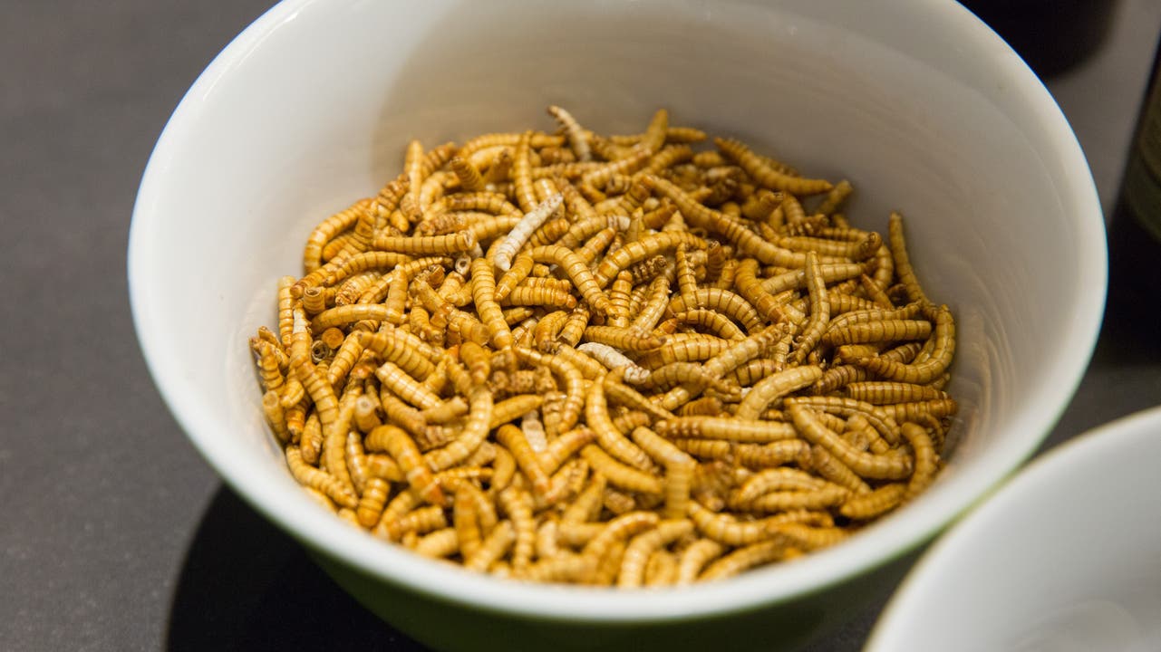 Fast wie Popcorn: Am Apéro der Umwelt Arena in Spreitenbach überraschen Mehlwürmer mit ihrem nussigen Geschmack.