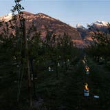 Die Obstbauern kämpften sich durch die Frostnacht – ein Chriesi-Bauer erleidet Totalausfall