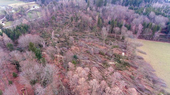 Beinahe alles flach gelegt hat der Sturm «Burglind» in diesem Waldstück im Unteren Leberberg.