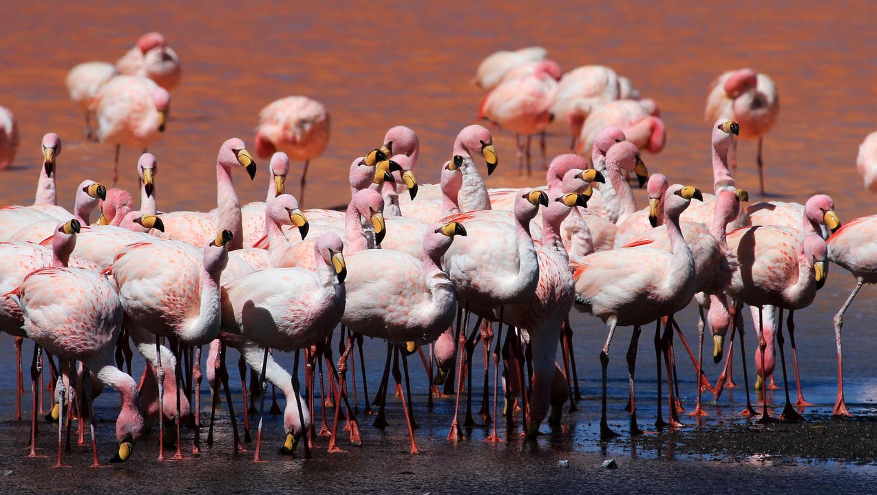 Claudia Bohl und Martin Schneiter unterwegs Flamingos auf der Lagunenroute in Altiplano, Bolivien.