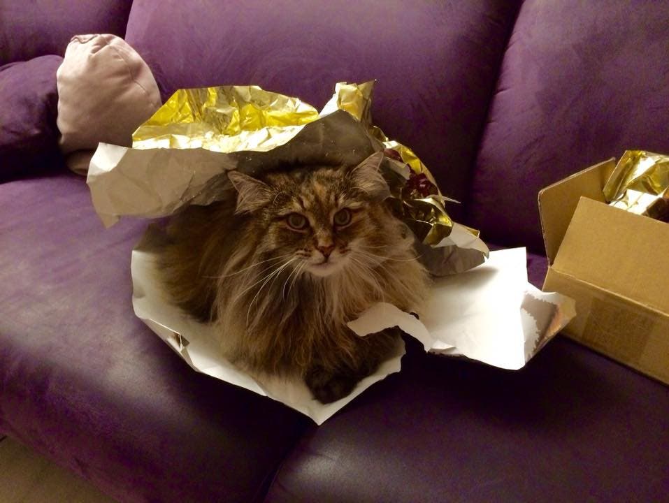 Sabine Christ / via Facebook Katze Nubia stört beim Päckli einpacken überhaupt nicht.