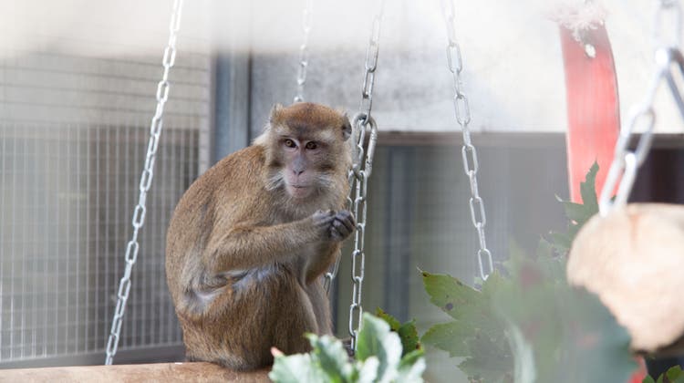 Experiment an der Uni Irchel: Die Versuchs-Affen sind eingetroffen
