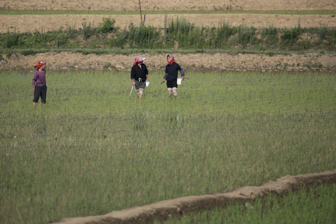Alltag in Nordkorea - Impressionen Bauern in einem Reisfeld.