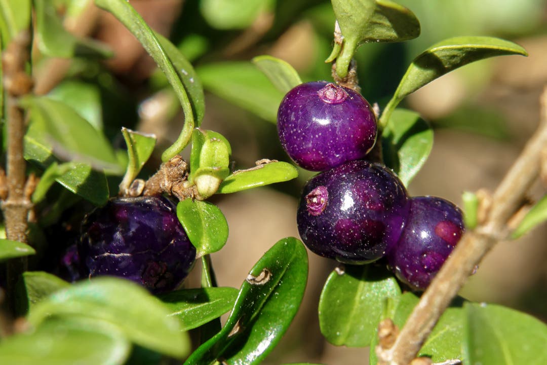 undefined Zur Abwechslung mal violette Beeren der Cotoneaster