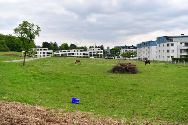 Auf dieser Wiese in Rickenbach soll das neue Pflegeheim des Vereins Haus zur Heimat entstehen.