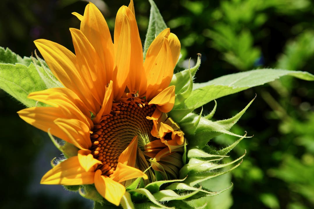 undefined Ein richtiger "Struwwelpeter" ist diese Sonnenblume ... na ja, wie das Wetter Ende Juni