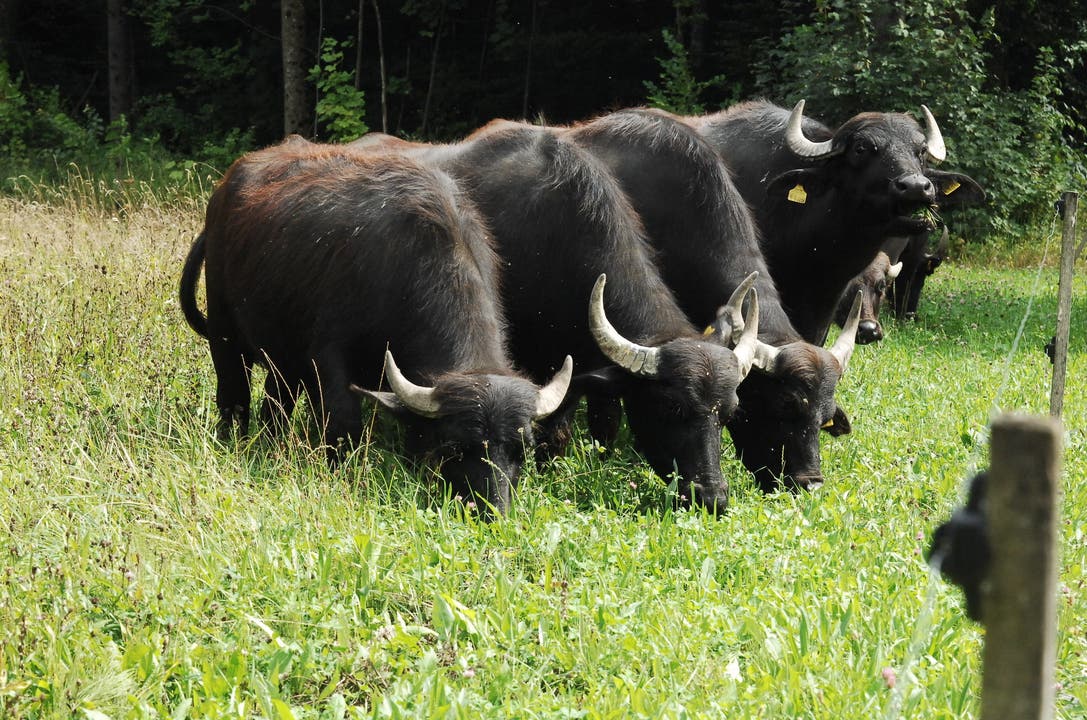 Auf Klingnauer Seite befindet sich das Naturschutzgebiet Machme, wo Wasserbüffel zeitweise leben und grasen.