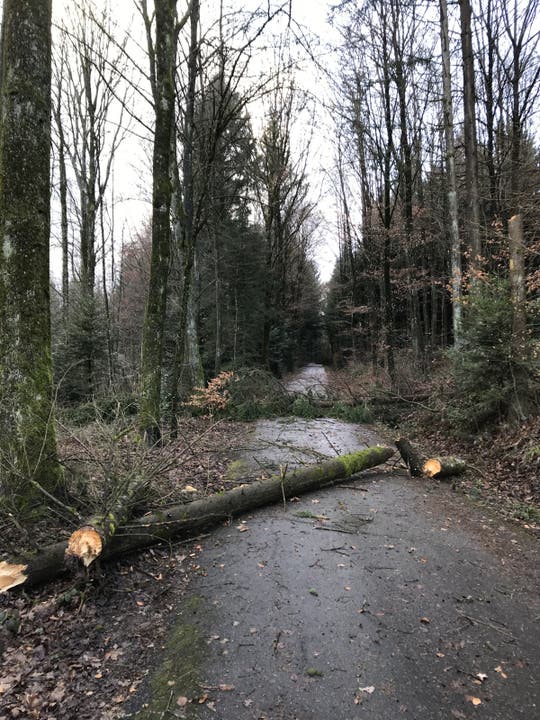Die Ortsverbindungsstrasse Kölliken-Gretzenbach war mehrere Stunden lang gesperrt, weil sie von Bäumen blockiert war.