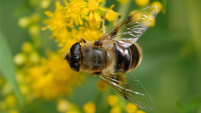 Das bestäubungsabhängige Kulturland im Kanton Zürich ist mit 2,74 Honigbienenvölkern pro Hektare abgedeckt.