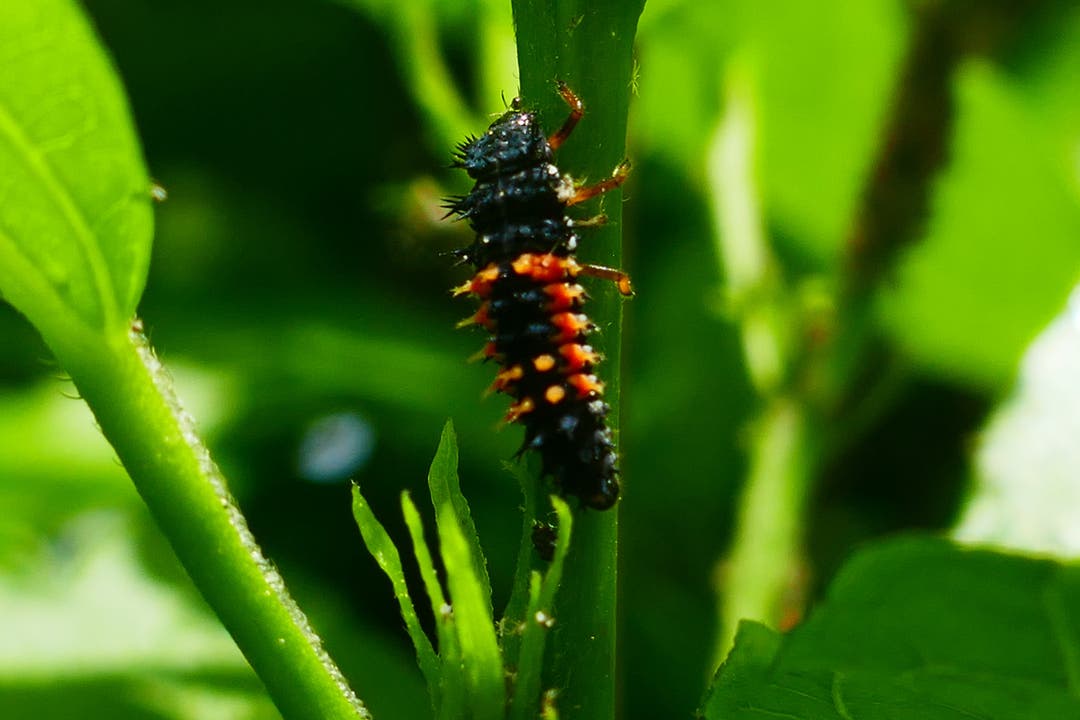 undefined Man staune: Eine Marienkäferlarve! Wahrscheinlich vom Asiatischen Marienkäfer, eine eingeschleppte Art!
