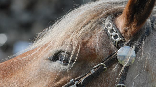 Seit einem guten Jahr lebte eine Oberwynentalerin von der Sozialhilfe – dennoch besass sie ein Pferd. (Symbolbild)