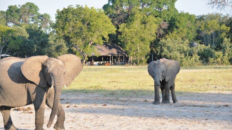 Nach Militär-Putsch: Aargauer Reiseunternehmen nimmt Simbabwe-Safaris aus Programm