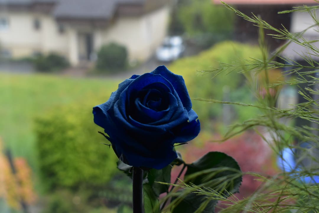 undefined Die blaue Rose