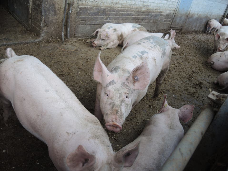 Die Schweine, die vorerst noch Auslauf vor dem Stall haben, sollen bald ebenfalls Weidehaltung geniessen.