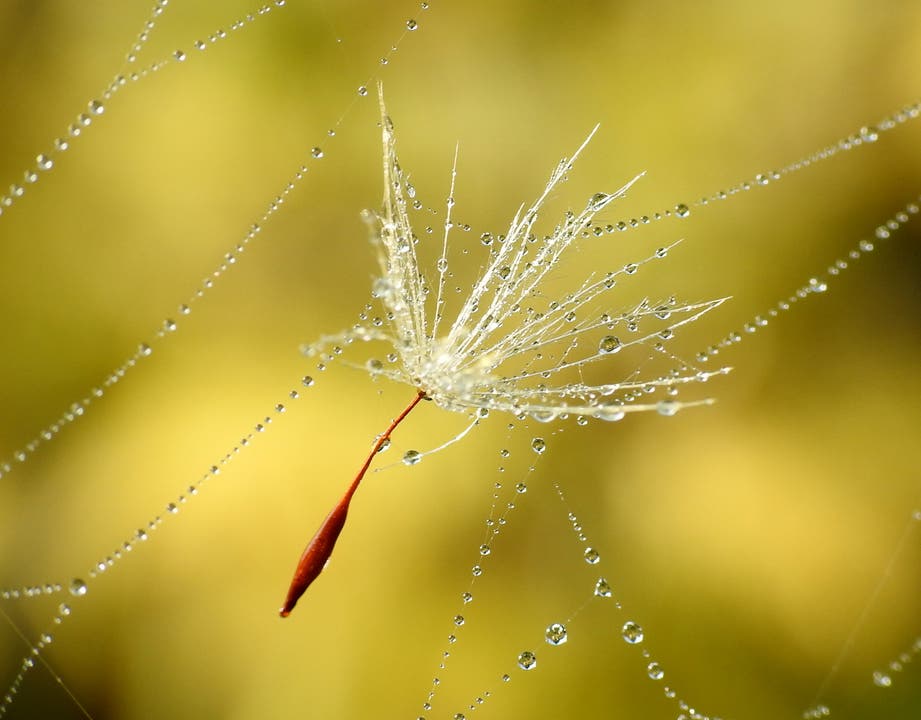 undefined Ein Samen der Pusteblume im nassen Spinnennetz gefangen.
