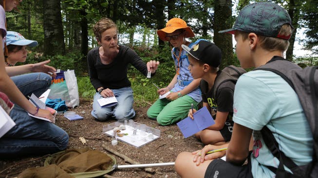 Sensibilisierung für den Wald: Im Sommer gingen Kinder mit Lea Kammer im Rahmen des Ferienpasses auf Käferpirsch.