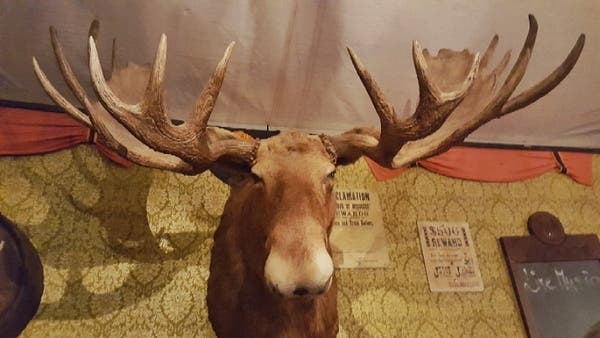 Im «Red Grizzli Saloon» hängen Tierköpfe an den Wänden. Dieser Elch ist nur einer von vielen.