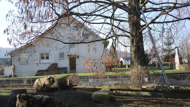 Der Mammutbaum beim Alterszentrum Mellingen-Wohlenschwil muss gefällt werden.