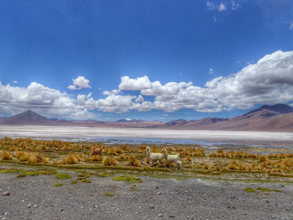 Genauso schön, doch um einiges anstrengender ist die Lagunenroute zwischen Bolivien und Chile.