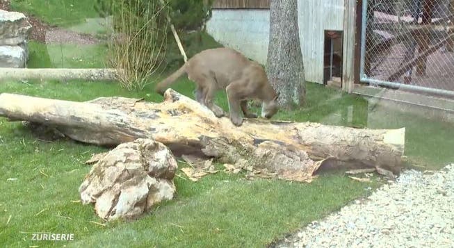 Puma Garfield in seinem neuen Gehege im Siky Park