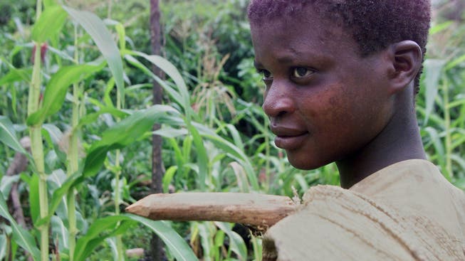 Fällt der Kakaopreis, steigt die Gefahr, dass Kinder auf Plantagen arbeiten müssen.