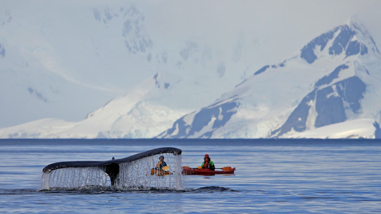 Claudia Bohl und Martin Schneiter unterwegs Ein Buckelwal in der Antarktis, beobachtet von Kayakern.