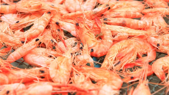 Ab Sommer werden in Rheinfelden Shrimps gezüchtet.