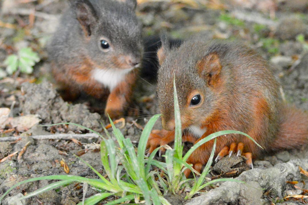 undefined Alles neu macht der Mai: Junge Eichhörnchen im Dietiker Wald.