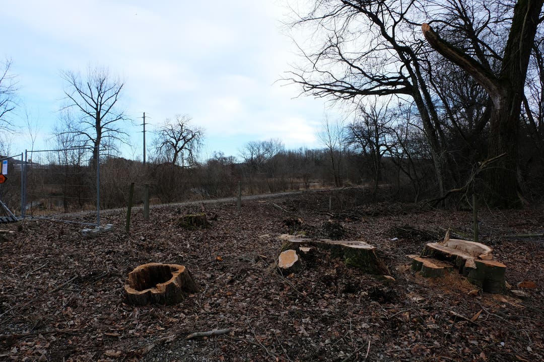 Auch Bäume mussten für die ökologischen Ersatzmassnahmen gefällt werden.
