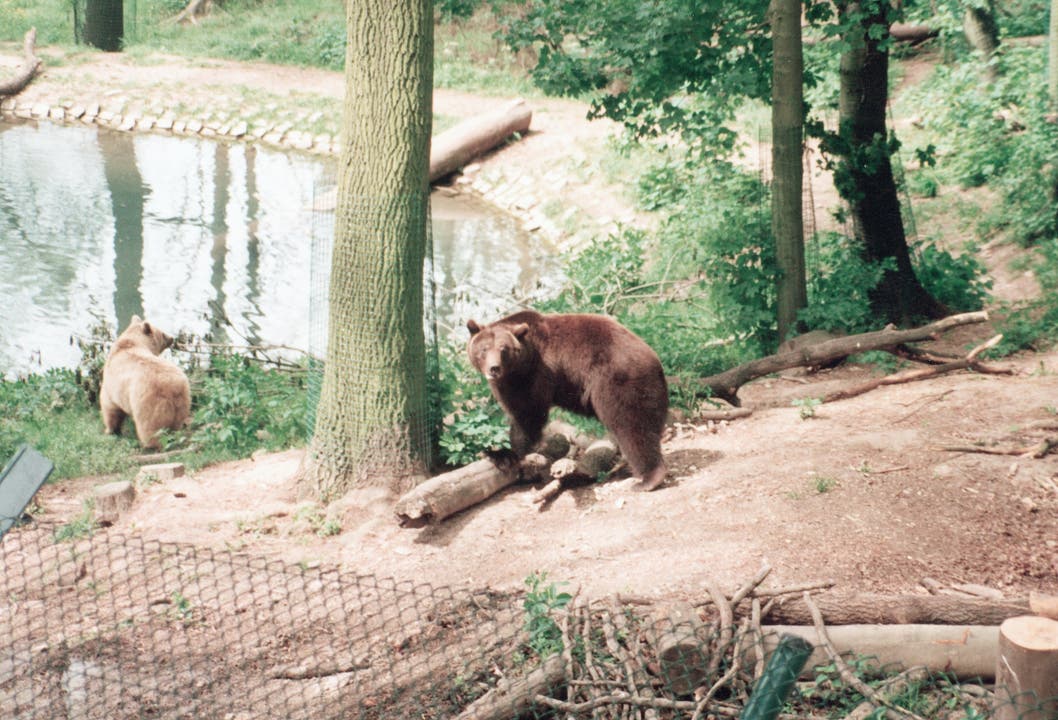  Leben im Bärenpark: Bärin Emma und Bär Max in ihrem Exil. Die beiden wurden im April 2000 aus dem Bärengraben Biberstein bei Käpten Jo's Aarfähre in den Bärenpark Worbis (D) gerettet.