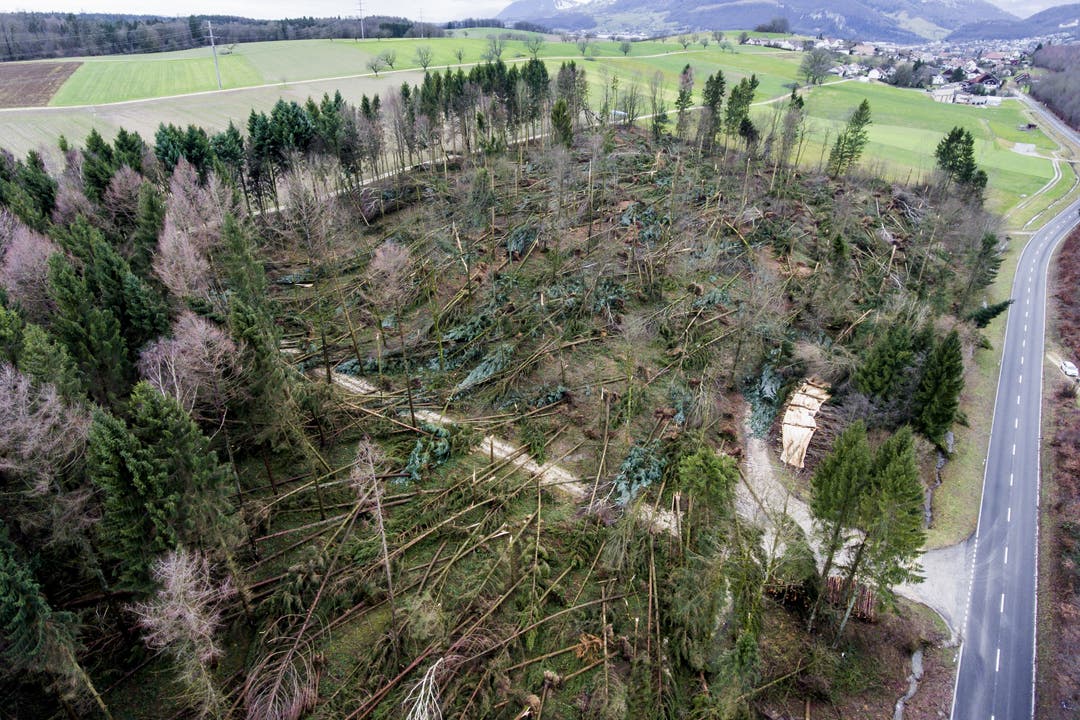 Das Waldstück bei Kestenholz wurde im Januar 2018 durch den Sturm «Burglind» arg in Mitleidenschaft gezogen.