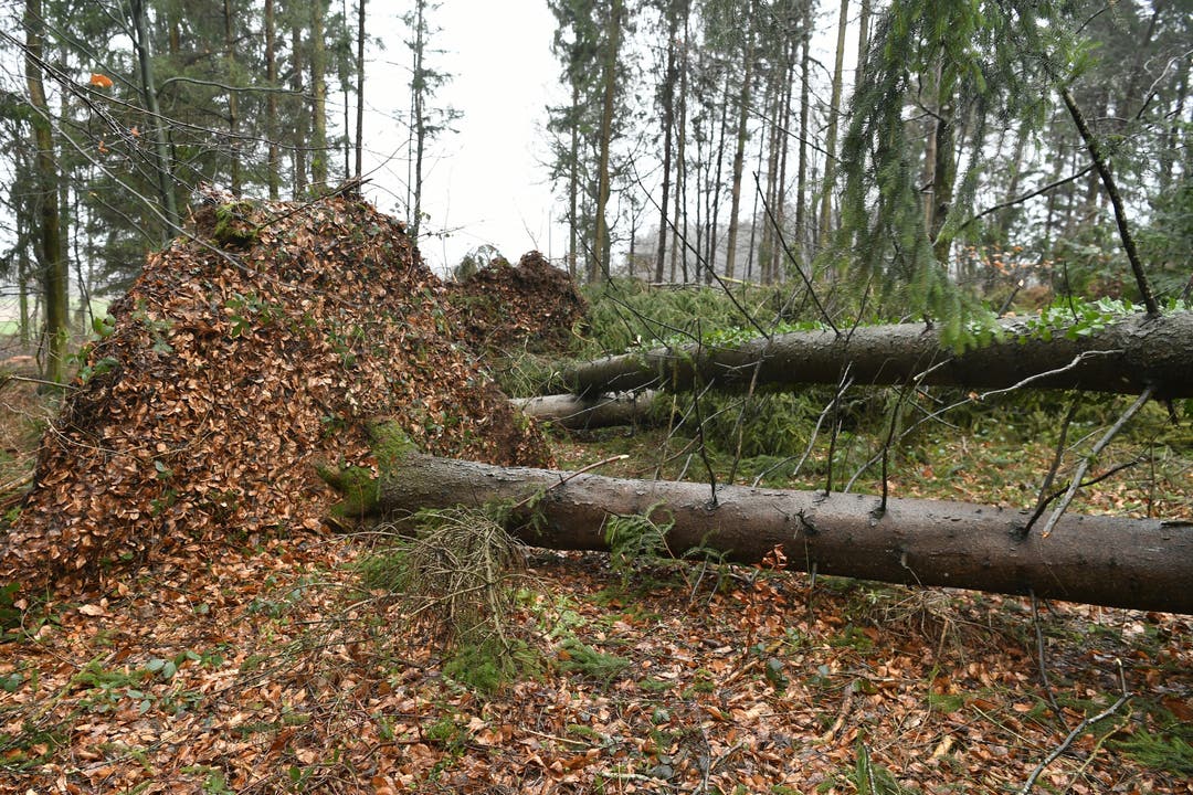 Die Strasse zwischen Lengnau und Baldingen ist wegen zahlreicher umgestürzter Bäume gesperrt.