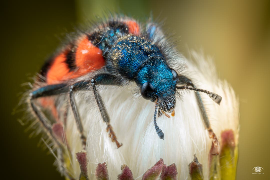 undefined Mach mal Pause! Gestern im Garten gefunden und fotografiert: ein haariger Bursche dieser Zottige Bienenkäfer.