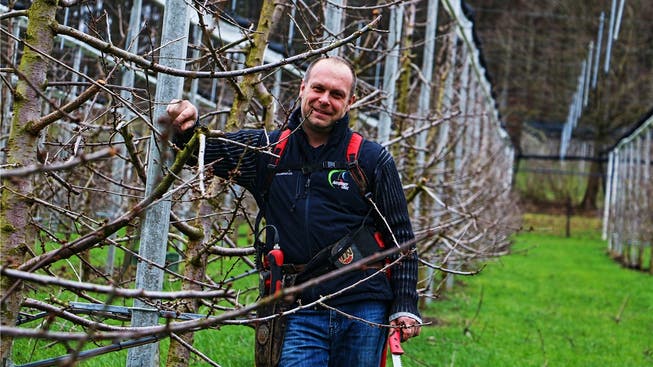 Für eine reiche Kirschenernte im Frühsommer schneidet Landwirt Bruno Wirth auf seiner Kirschbaumplantage die Äste der Bäume zurück.